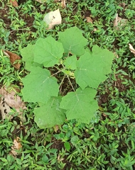 Solanum viarum
