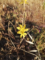 Moraea virgata