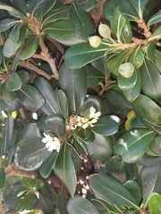 Apis mellifera