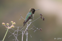 Calypte anna