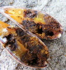 Curculio occidentis