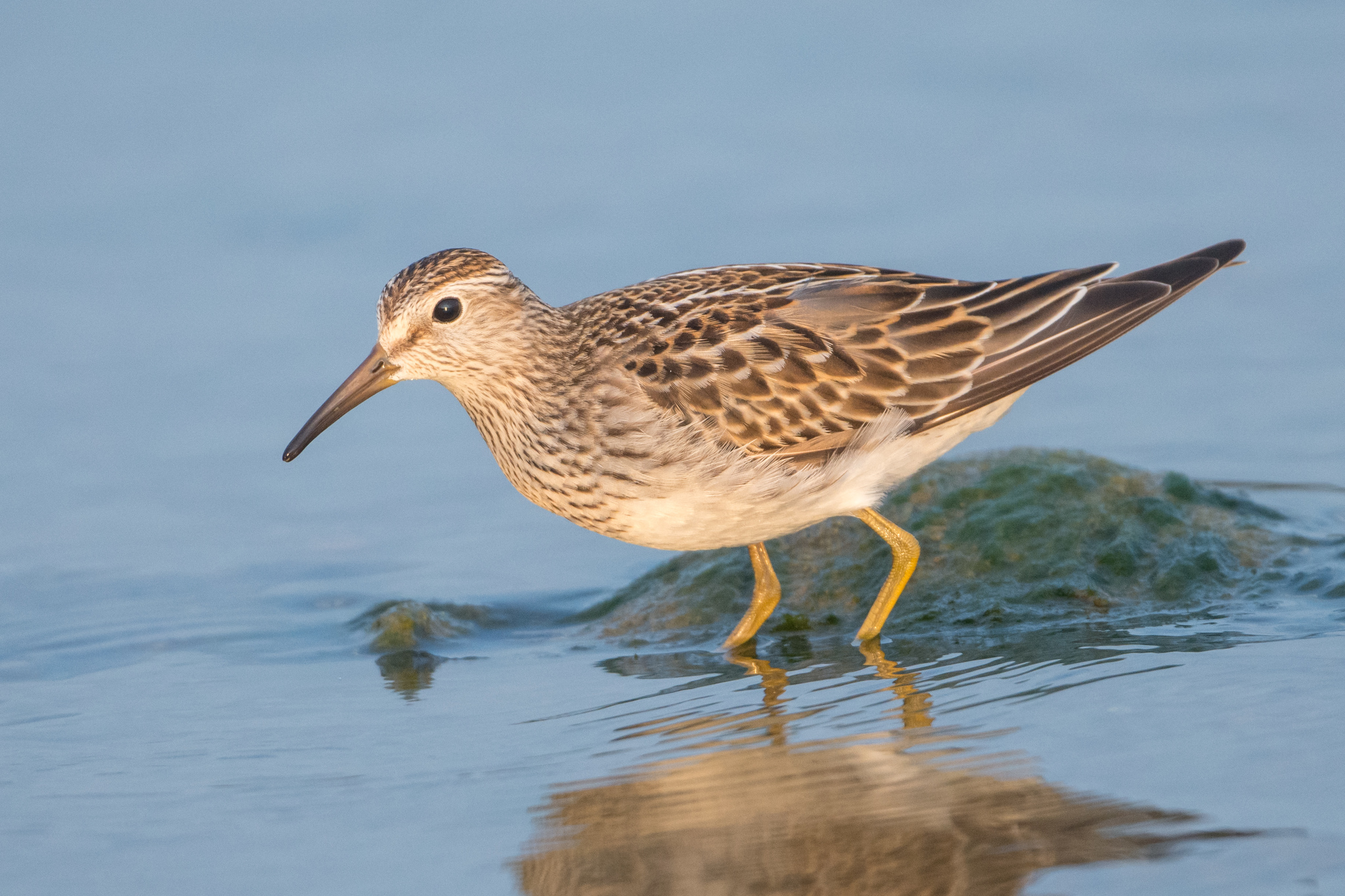 pectoral sandpiper calidris melanotos Pectoral Sandpiper- Calidris melanotos | main image 1
