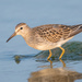Pectoral Sandpiper - Photo (c) Andrew Cannizzaro, some rights reserved (CC BY)