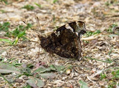 Vanessa atalanta atalanta