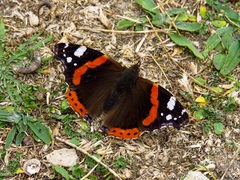 Vanessa atalanta atalanta