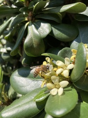 Apis mellifera