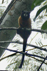 Saguinus tripartitus