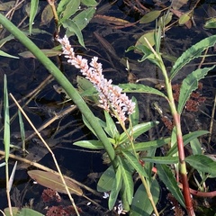 Persicaria senegalensis f. senegalensis image