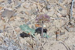 Vesper purpurascens