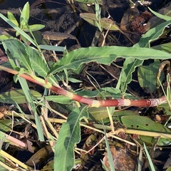 Persicaria senegalensis f. senegalensis image