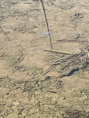 Enallagma doubledayi