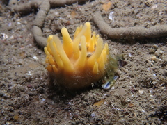 Polymastia boletiformis