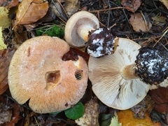 Cortinarius talus
