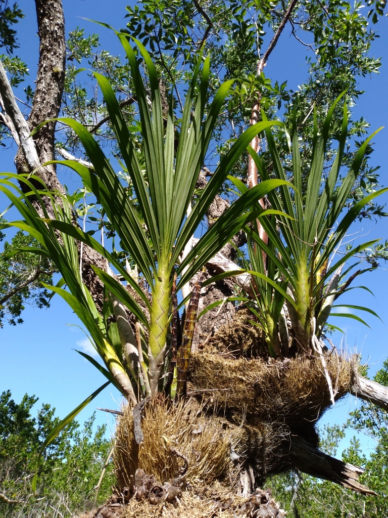 Cigar orchid Cyrtopodium punctatum clump in Everglades National Park