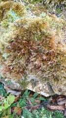 Orthothecium rufescens