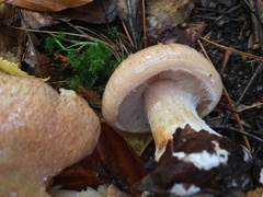 Cortinarius talus