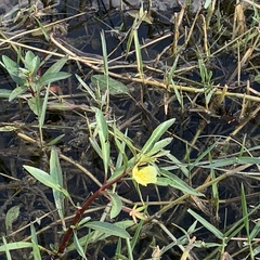 Ludwigia adscendens