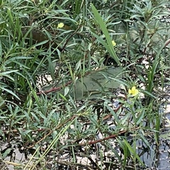 Ludwigia adscendens