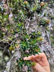 Bejaria
