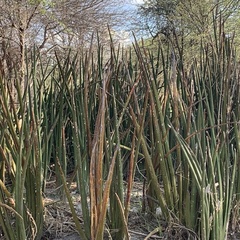 Dracaena pearsonii image