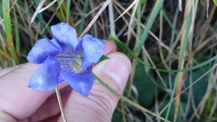 Gentiana clusii
