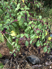 Phytolacca americana