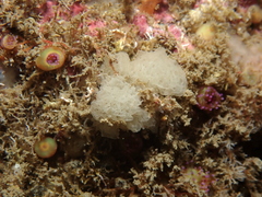 Clathrina coriacea