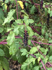Phytolacca americana