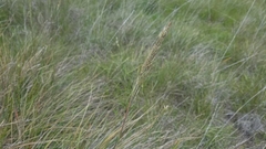Calamagrostis ophitidis