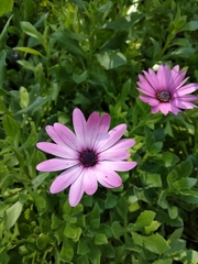 Dimorphotheca