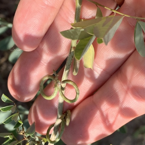 Indigofera tinctoria var. arcuata image