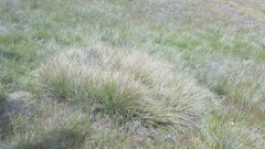 Calamagrostis ophitidis