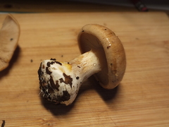 Cortinarius talus