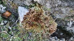 Orthothecium rufescens