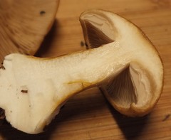 Cortinarius talus