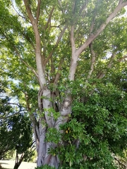 Terminalia mantaly
