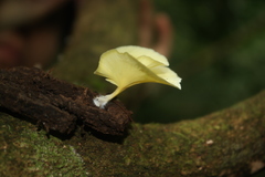 Cotylidia aurantiaca