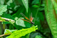Euphaea ochracea