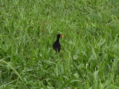 Jacana jacana hypomelaena
