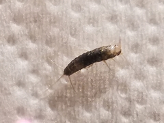 Lepismatidae