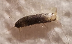 Lepismatidae