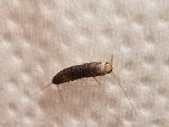 Lepismatidae
