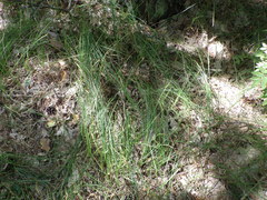 Carex brizoides