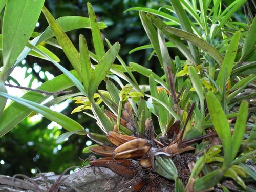 Maxillaria friedrichsthalii, photograph 5