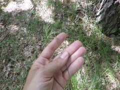 Carex brizoides