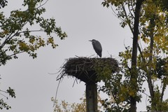 Ardea cinerea
