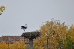 Ardea cinerea