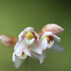 Cheiradenia cuspidata