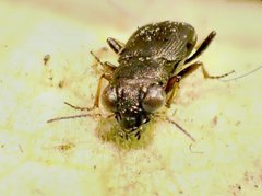 Notiophilus biguttatus