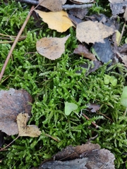 Eurhynchium angustirete